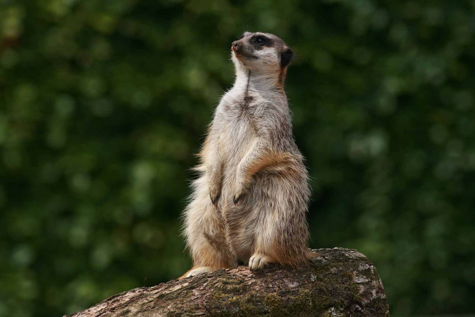 Meerkat, Marwell Wildlife