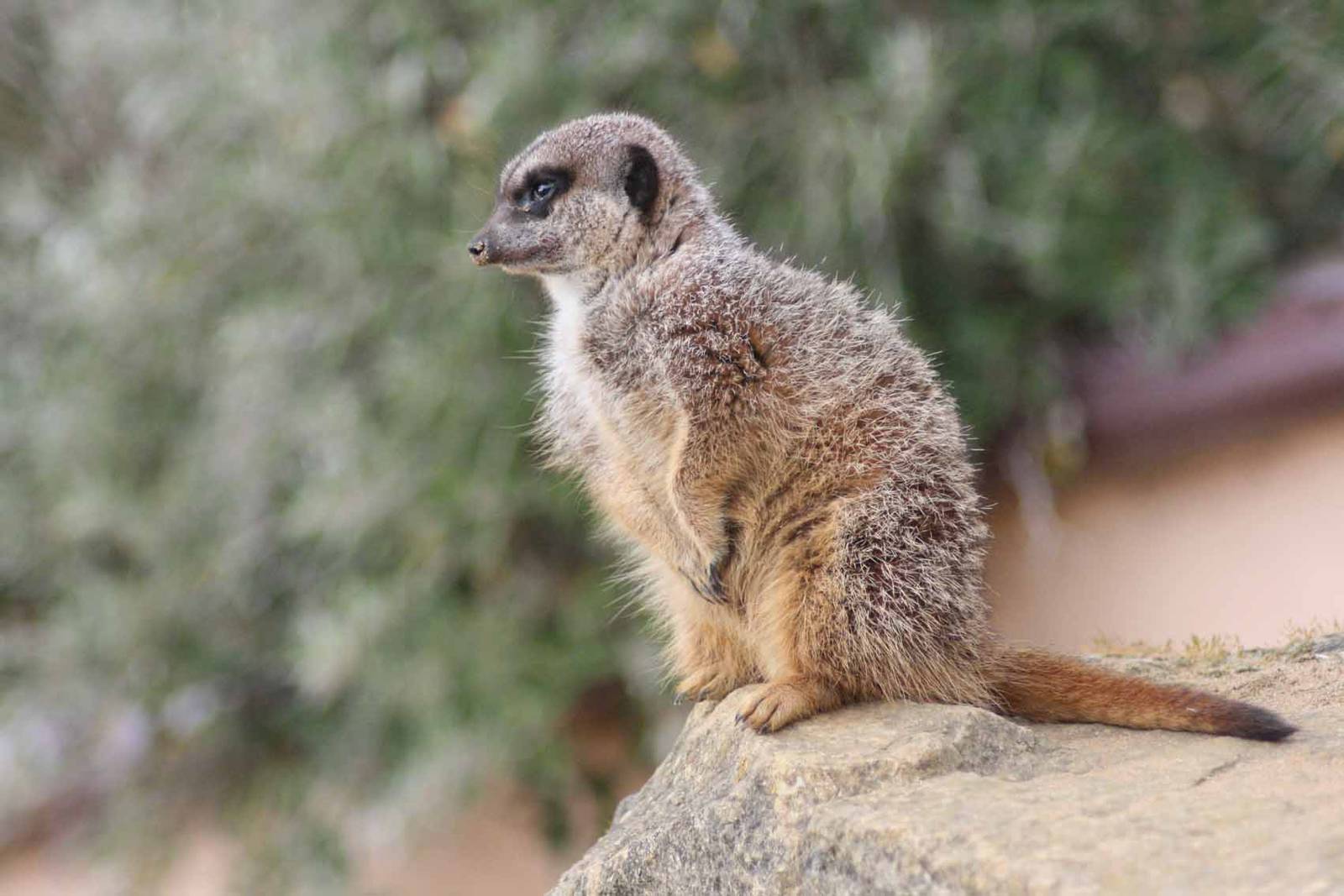 Meerkat, Marwell Wildlife