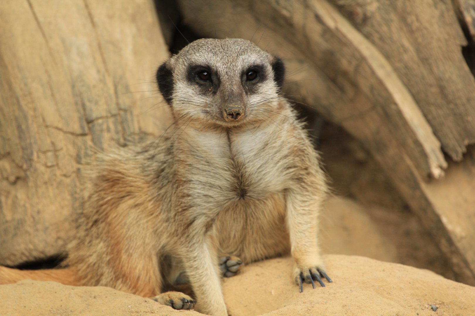 Meerkat (May 2018)