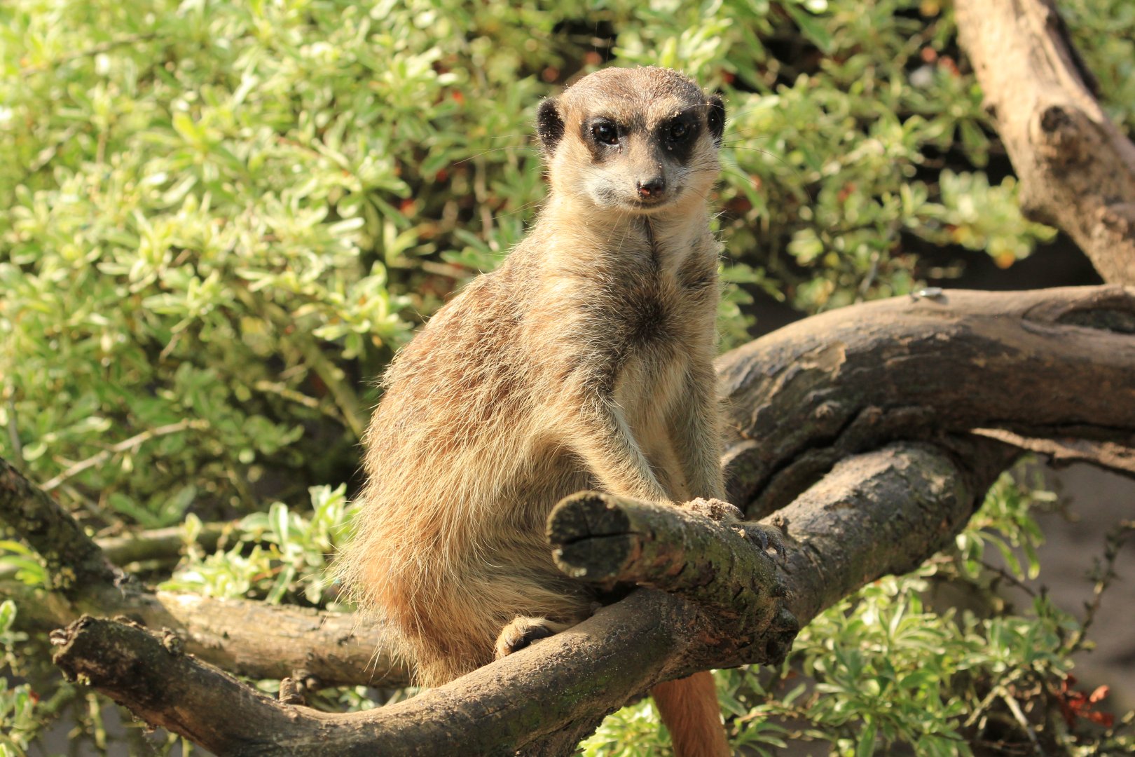 Meerkat (May 2018)