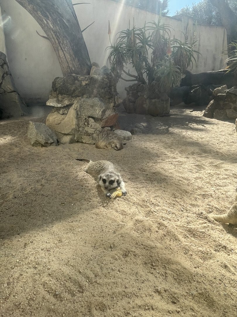 Meerkat - May 2021