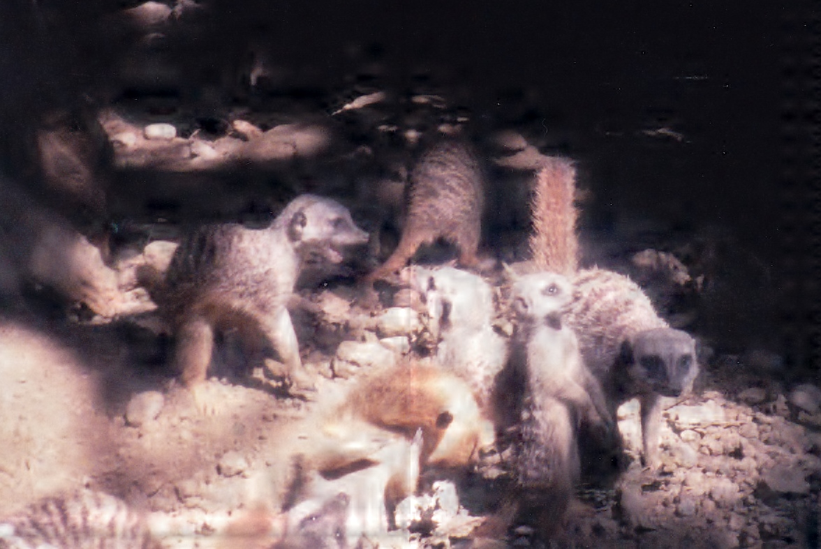 Meerkat Mob 1990's