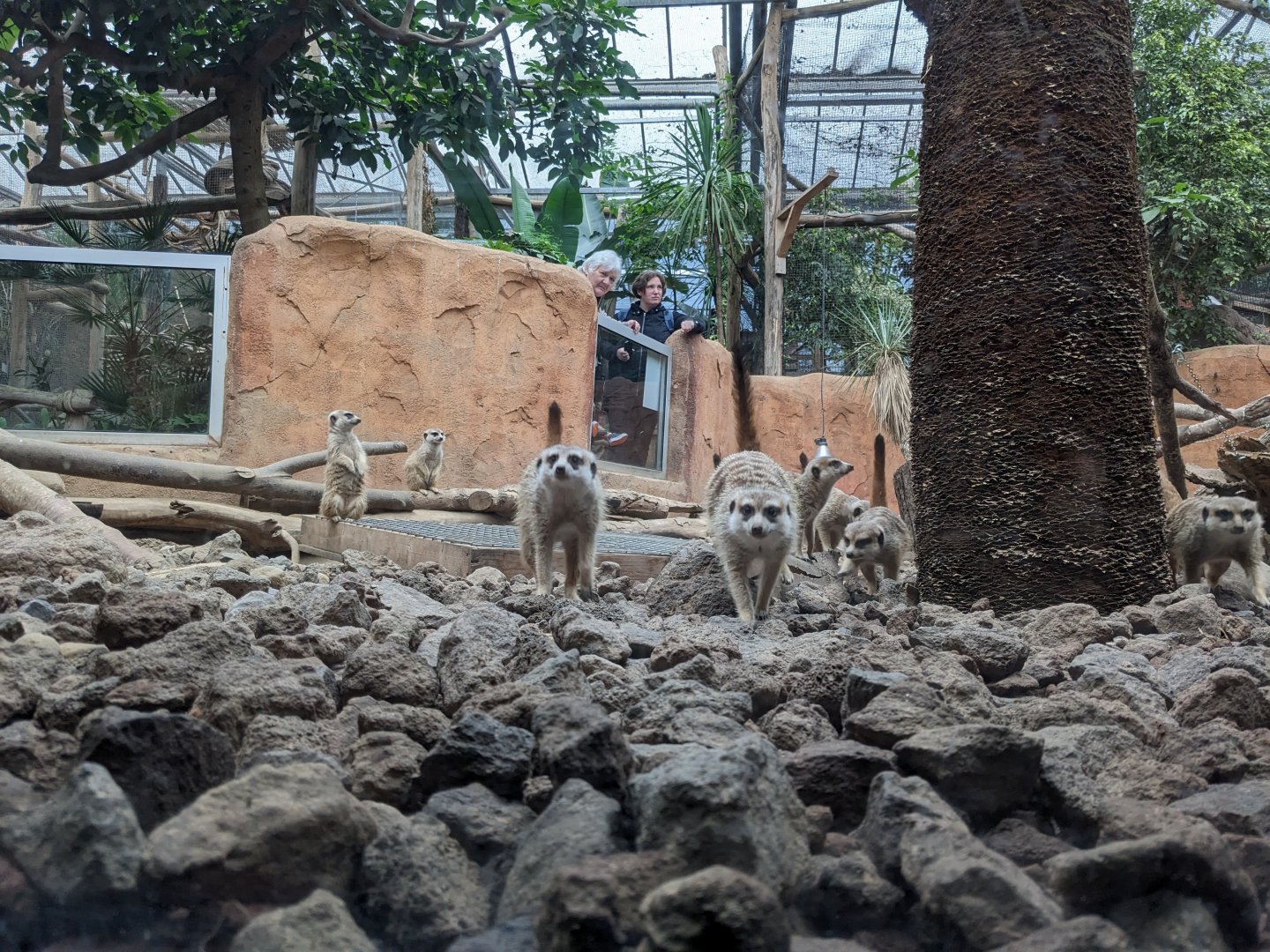 Meerkat Mob