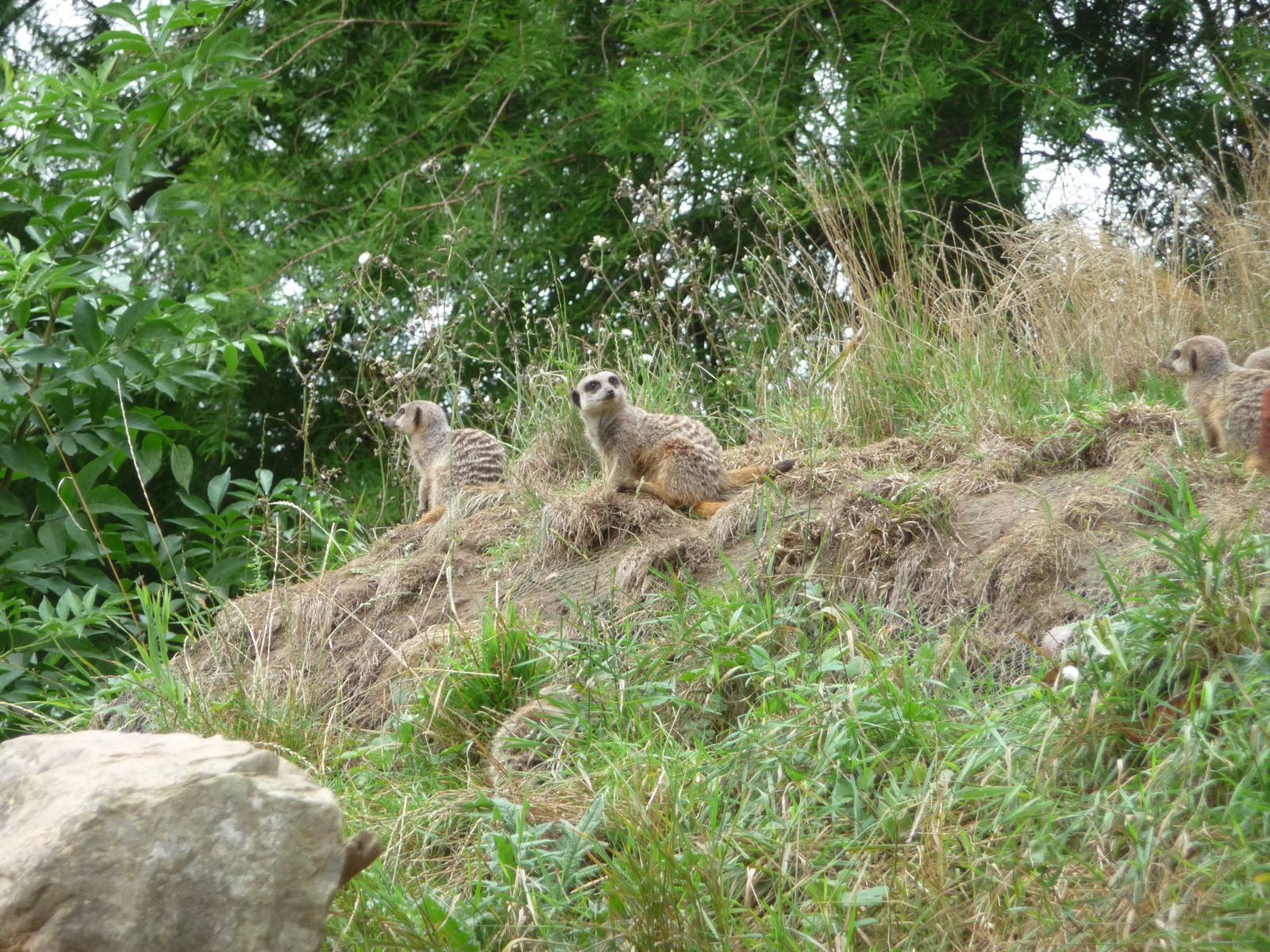 Meerkat moutnin