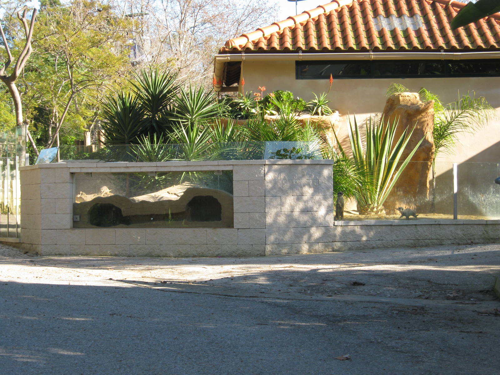 Meerkat New enclosure