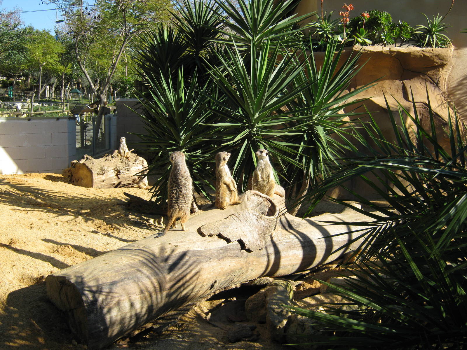 Meerkat New enclosure