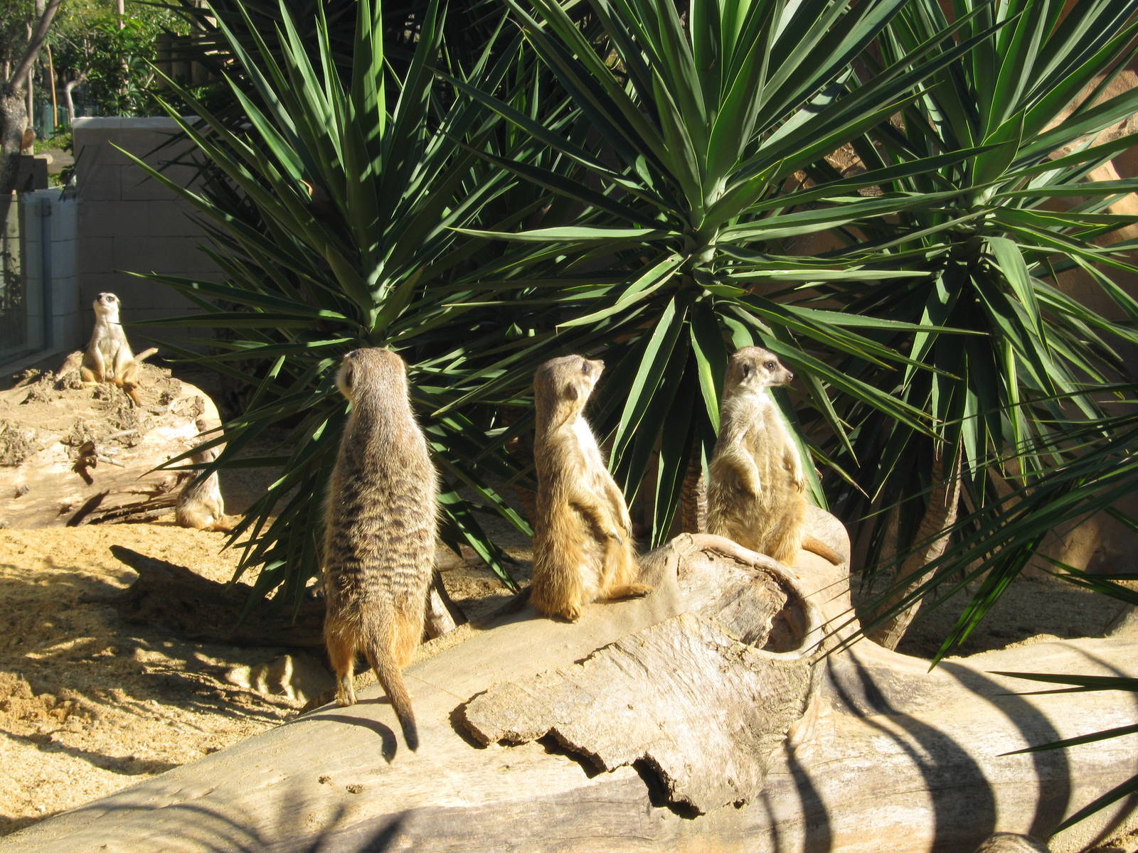 Meerkat New enclosure
