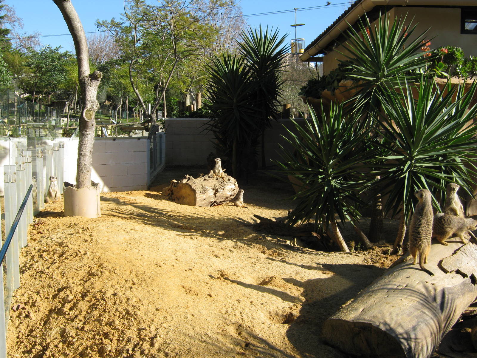 Meerkat New enclosure