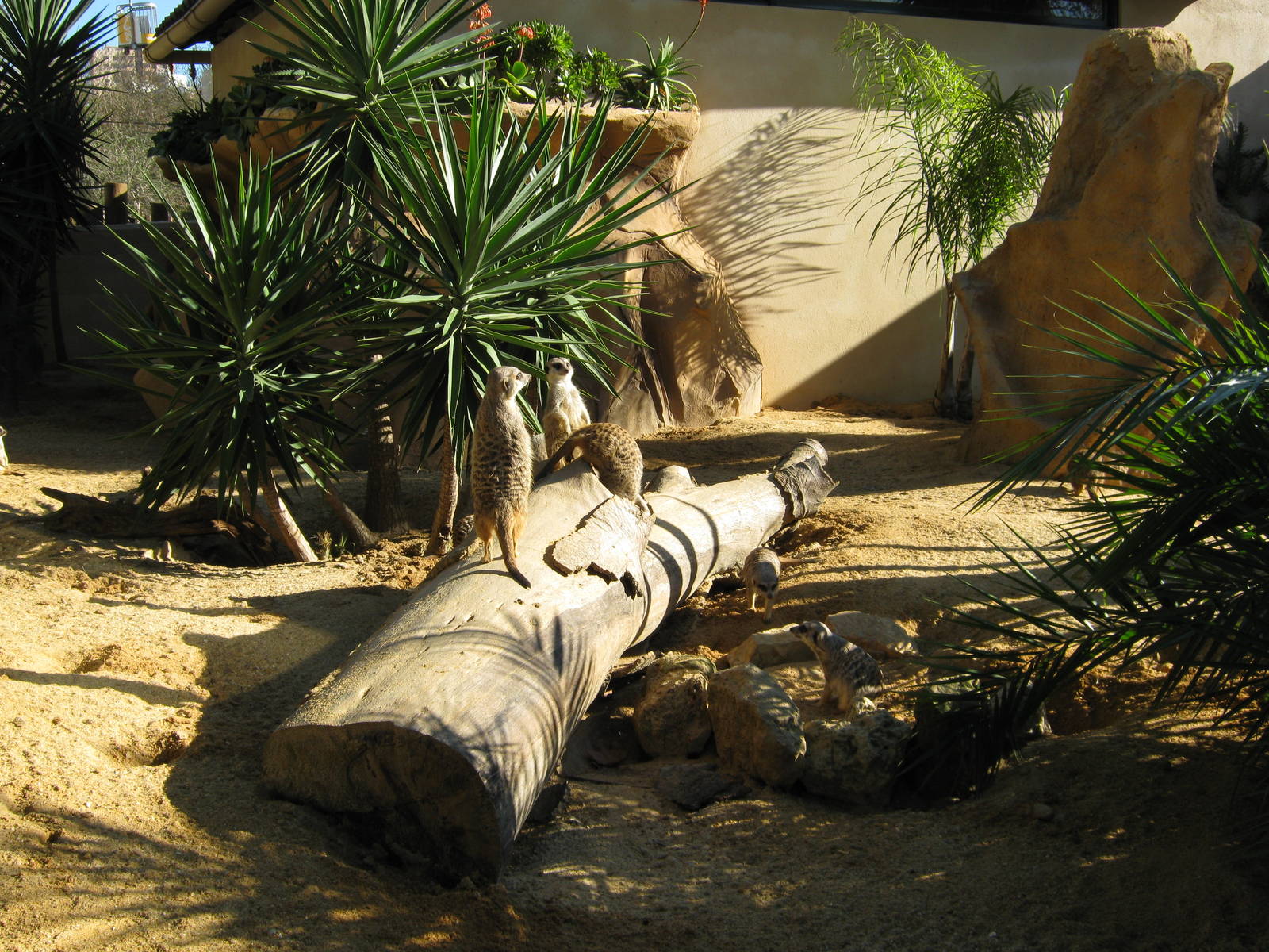 Meerkat New enclosure