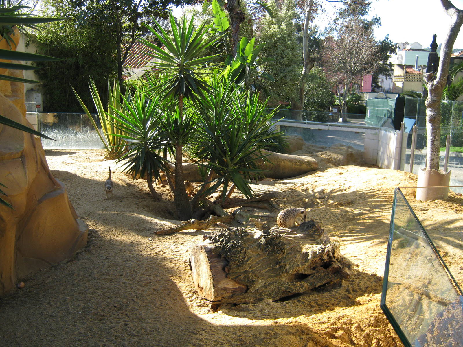 Meerkat New enclosure