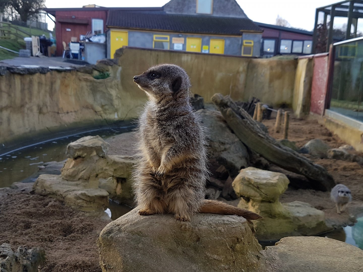 Meerkat - Noahs Ark Zoo Farm - Jan, 2017