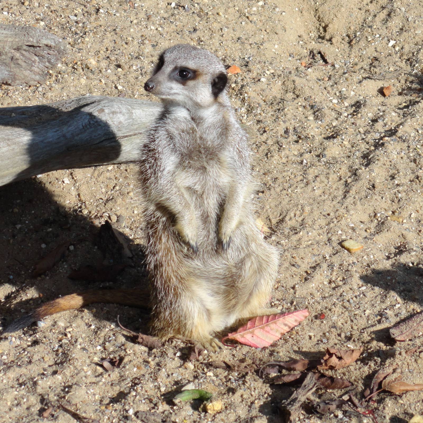 Meerkat - Oct 2011