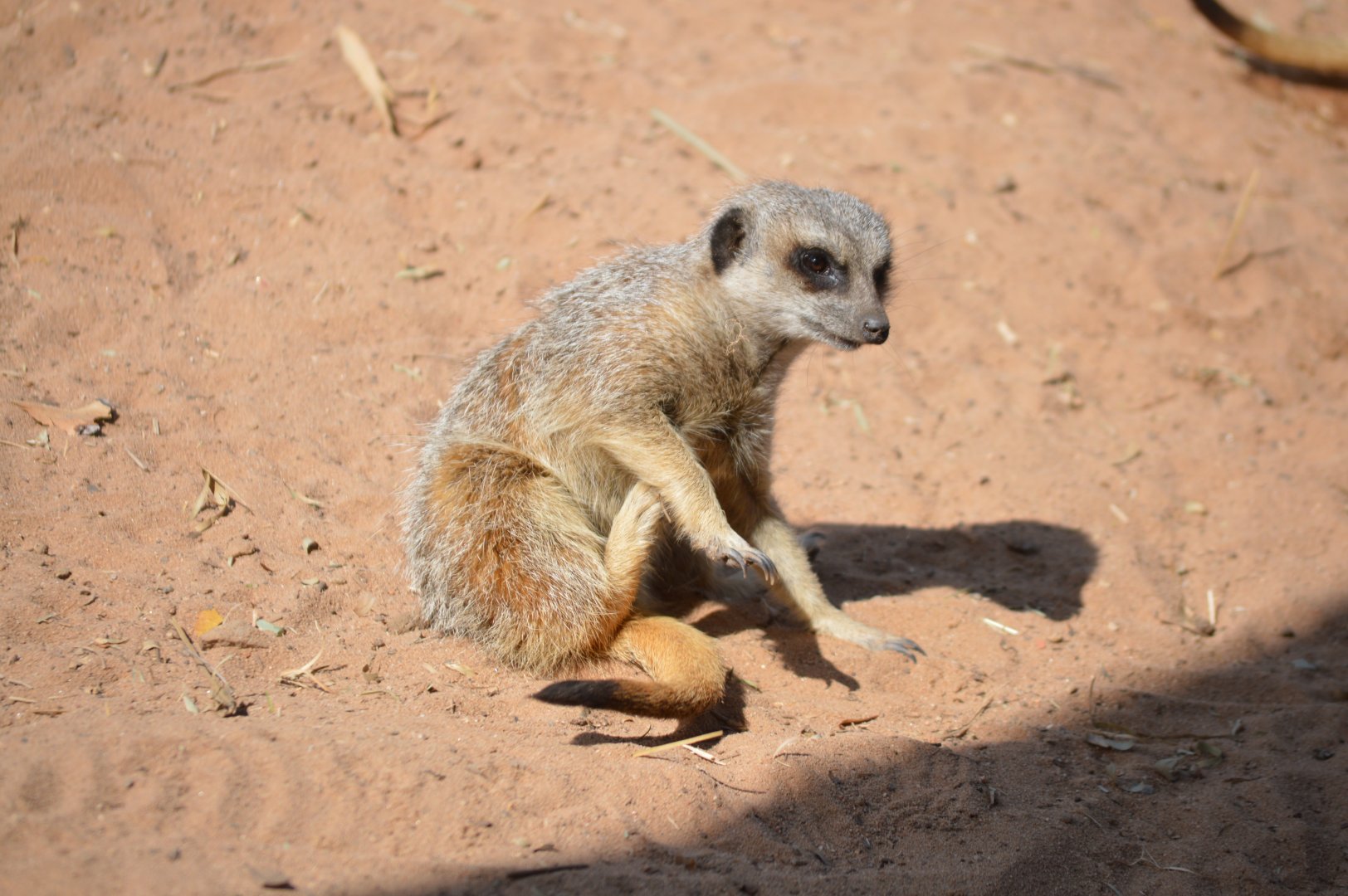 Meerkat, October 2024