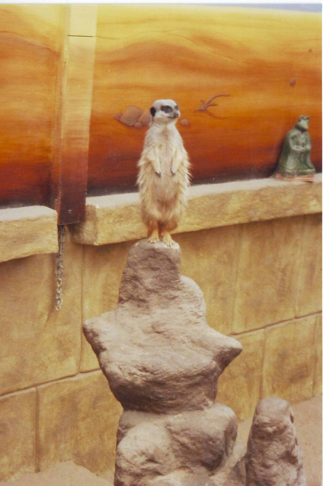 Meerkat - (Old)