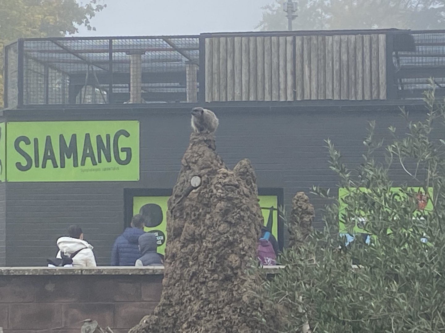Meerkat on artificial termite mound