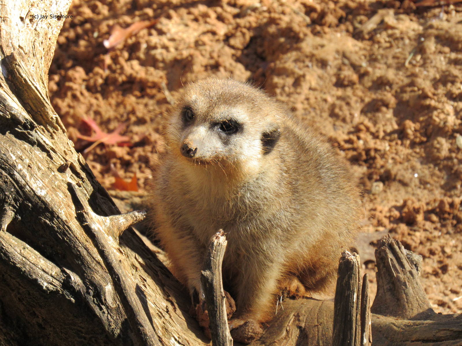 Meerkat on Gorilla Trail