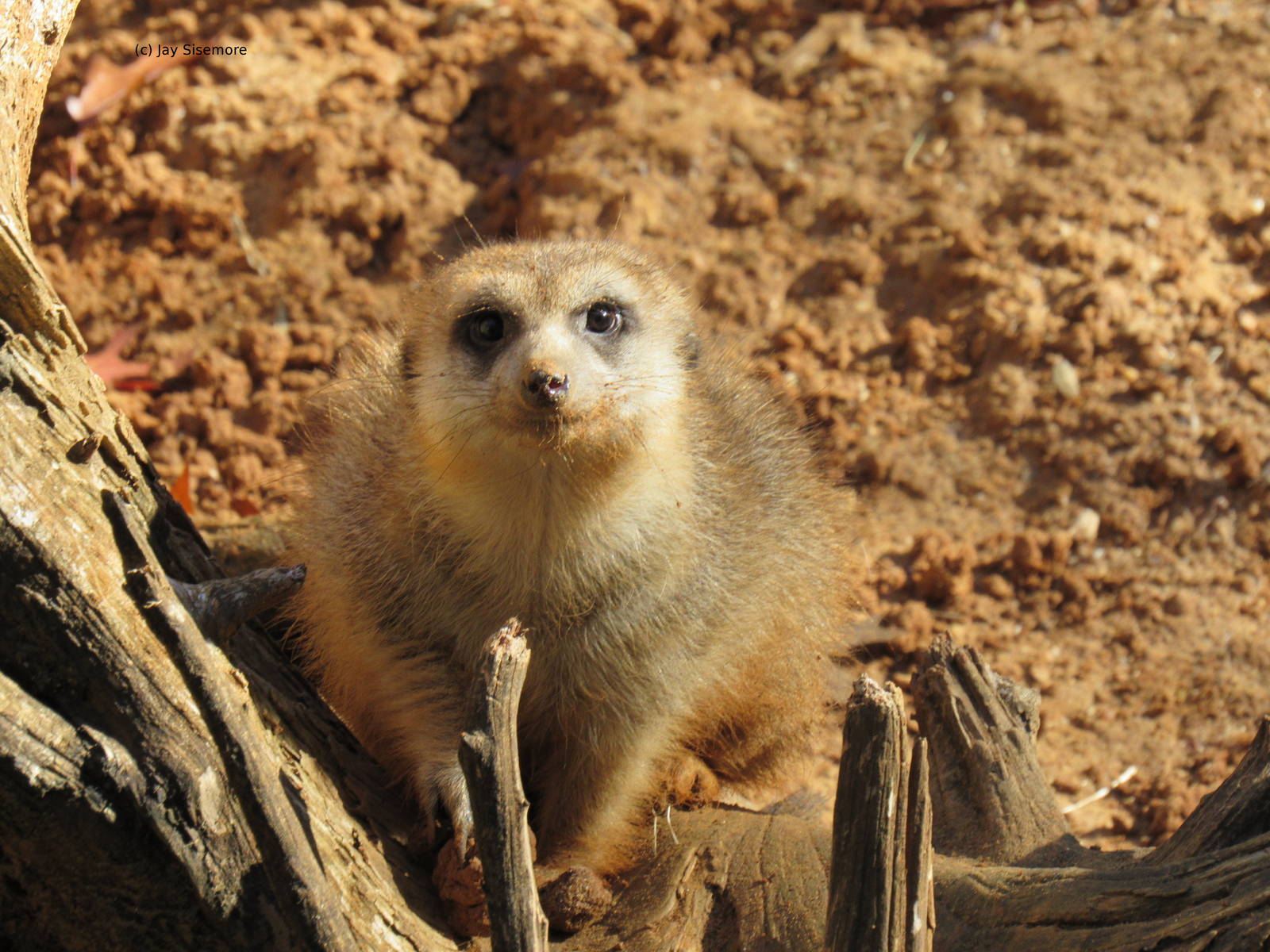 Meerkat on Gorilla Trail