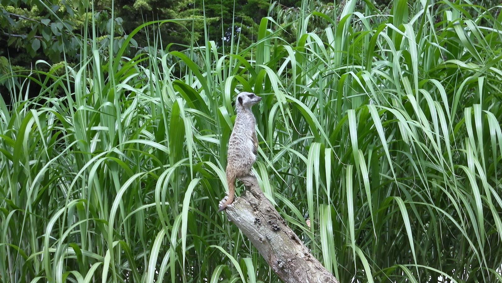 Meerkat on Lookout - 02.08.2011