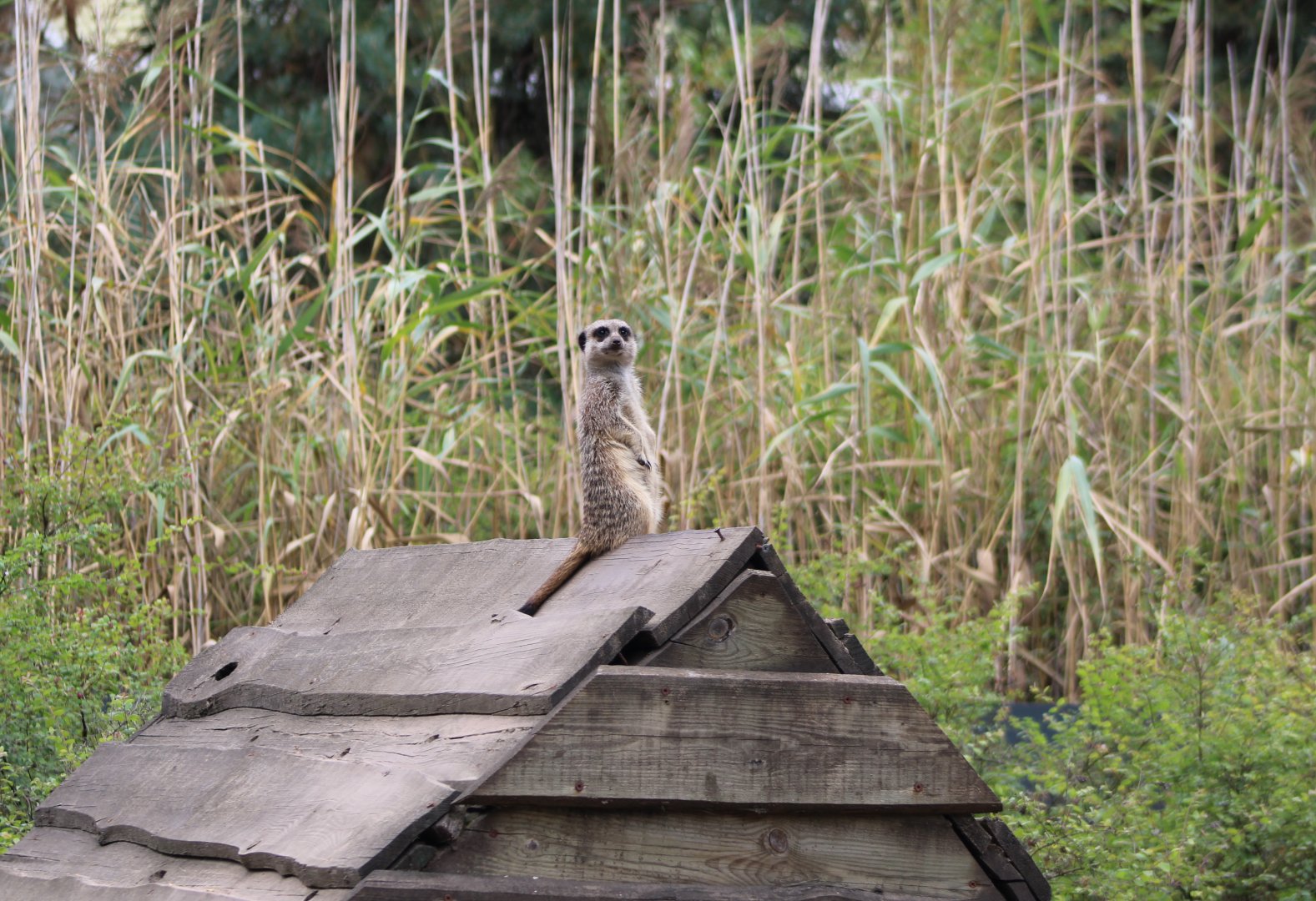 Meerkat on the look-out