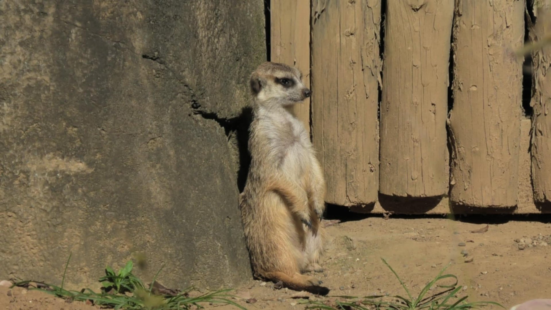 Meerkat on the lookout