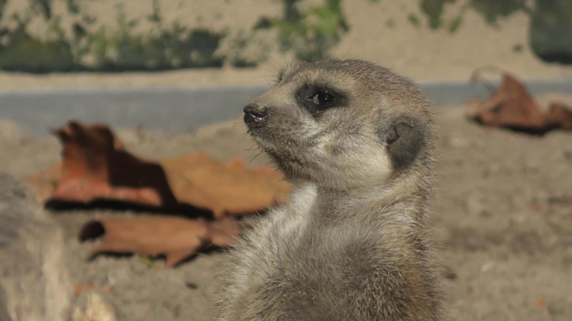 Meerkat on the lookout