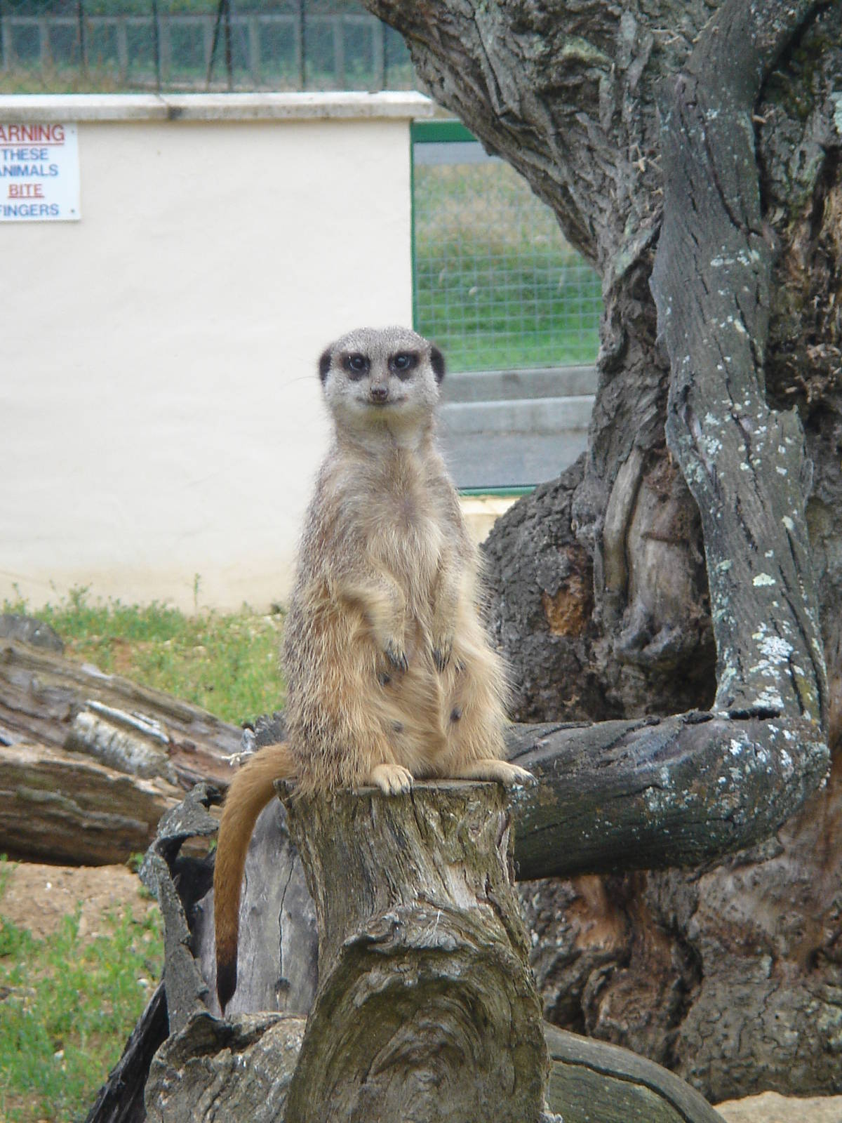 Meerkat on watch!