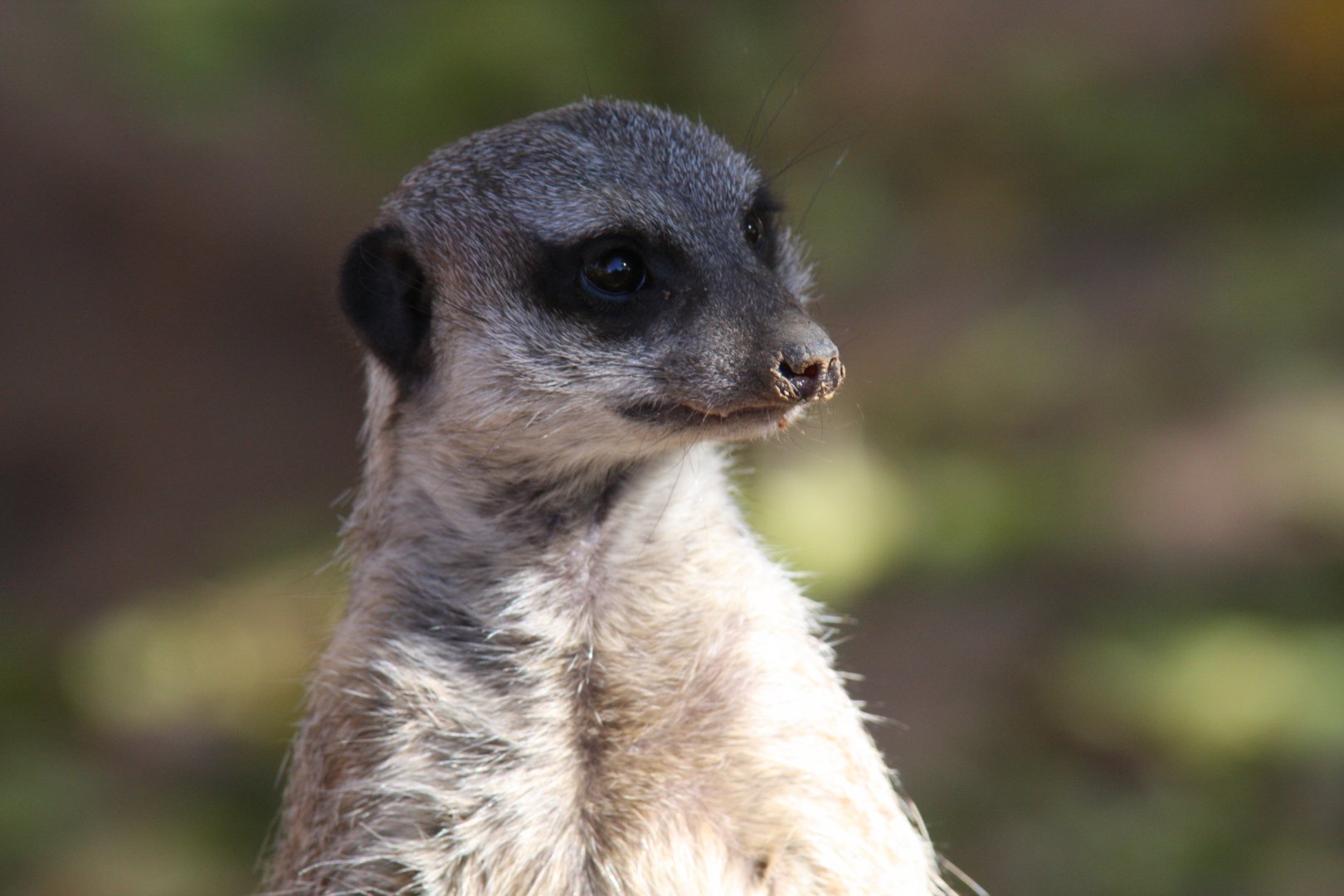 meerkat or suricate (Suricata suricatta) 2010