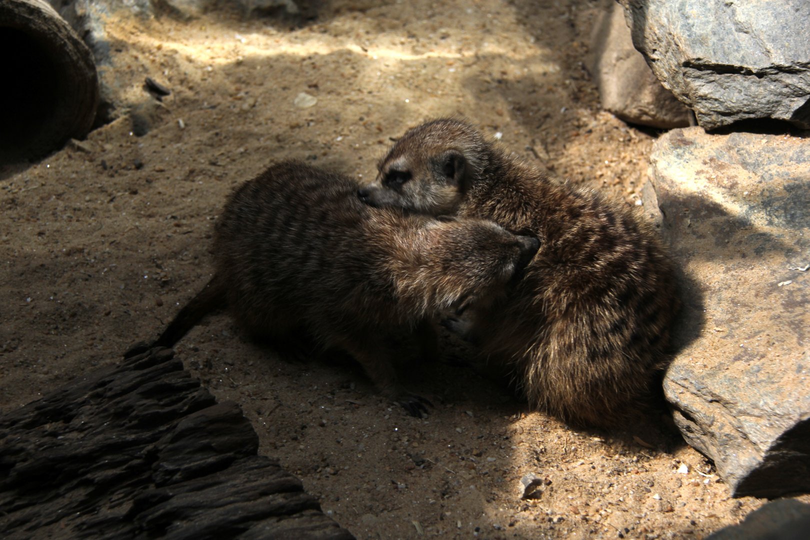 meerkat or suricate (Suricata suricatta)
