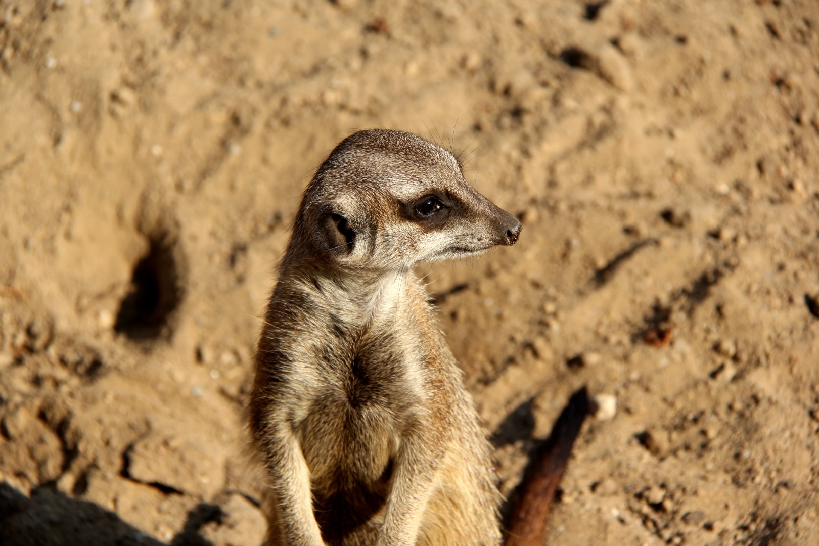 meerkat or suricate (Suricata suricatta)