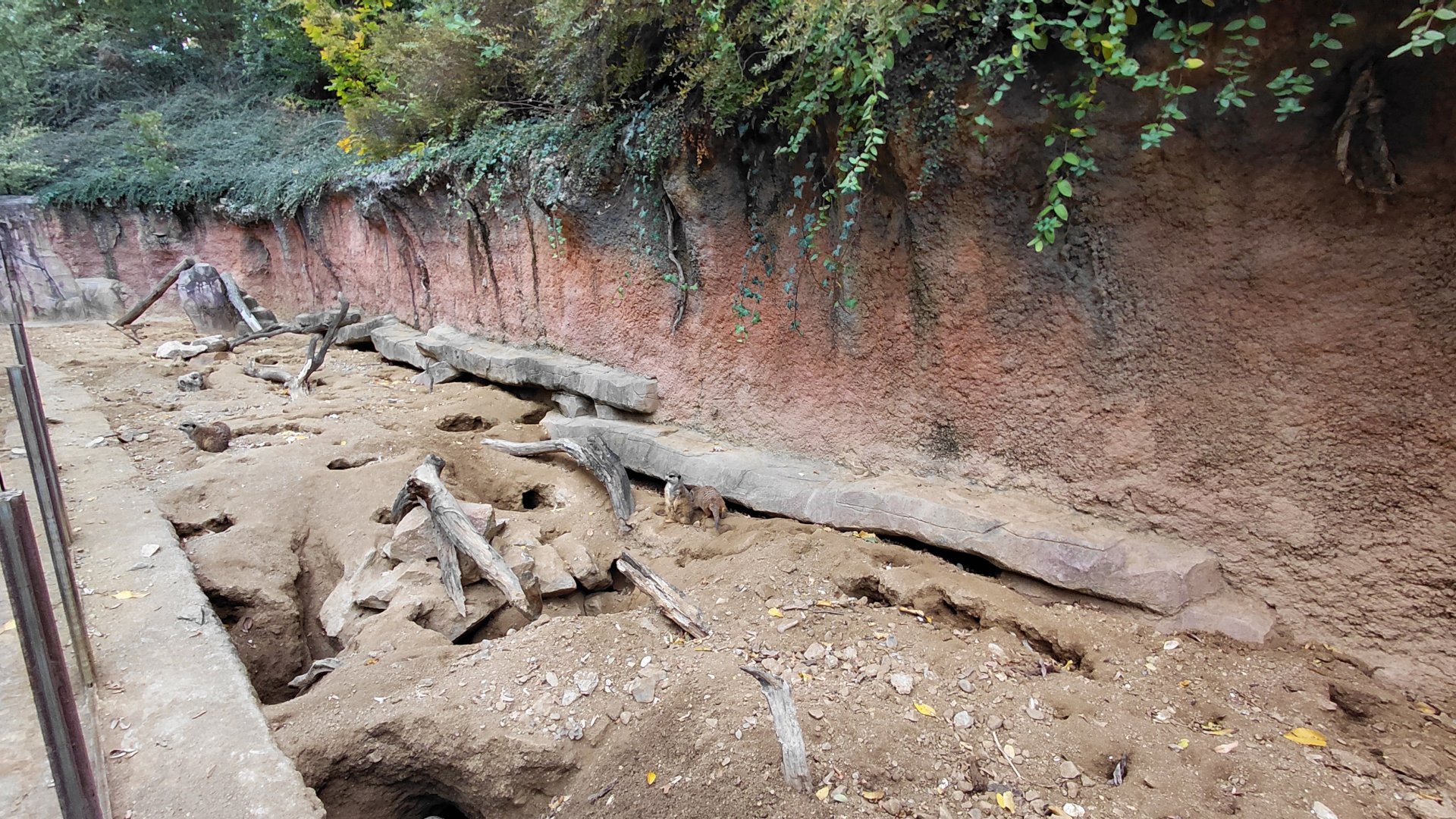 Meerkat ourdoor exhibit