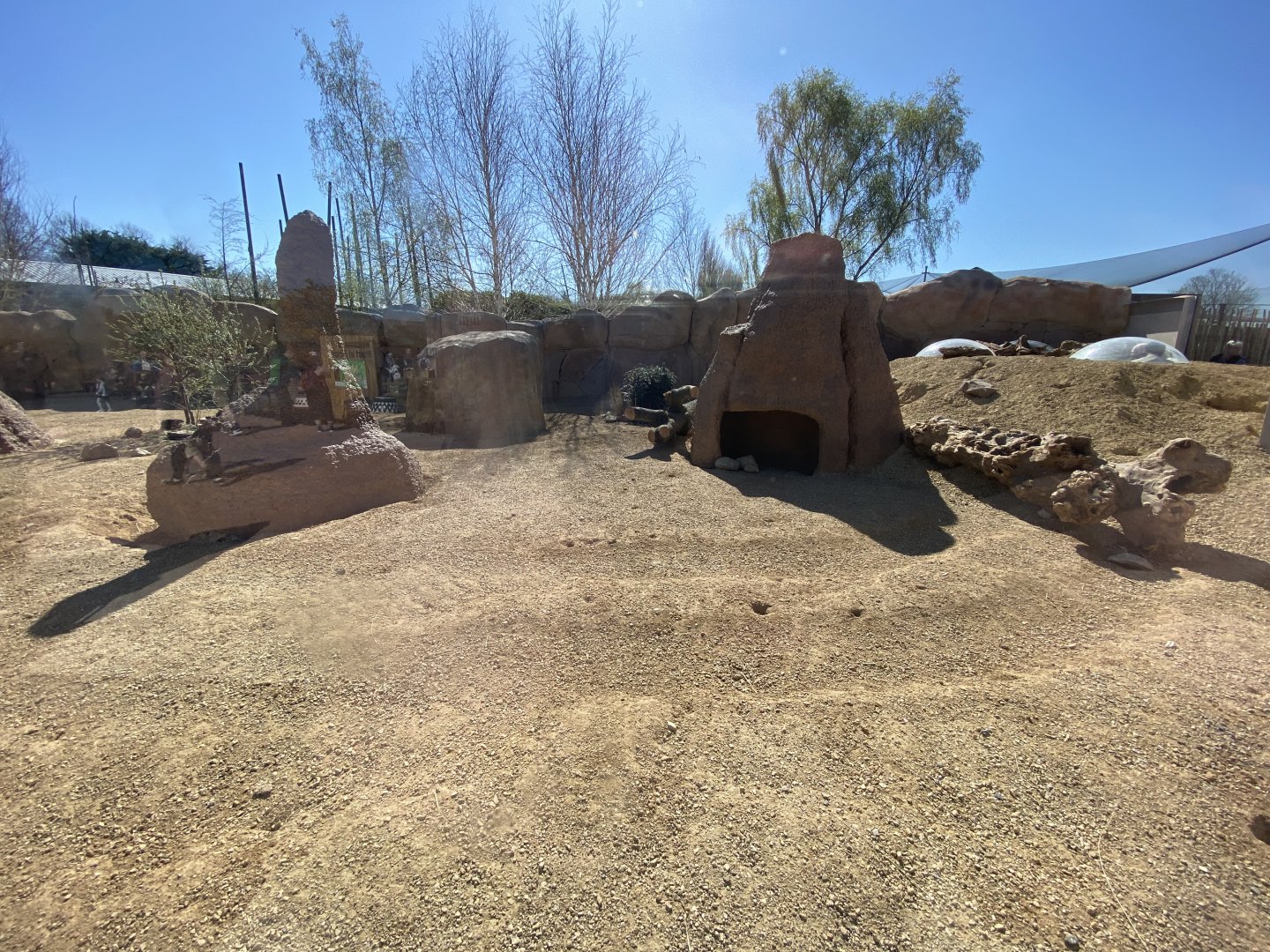 Meerkat outdoor 2nd half