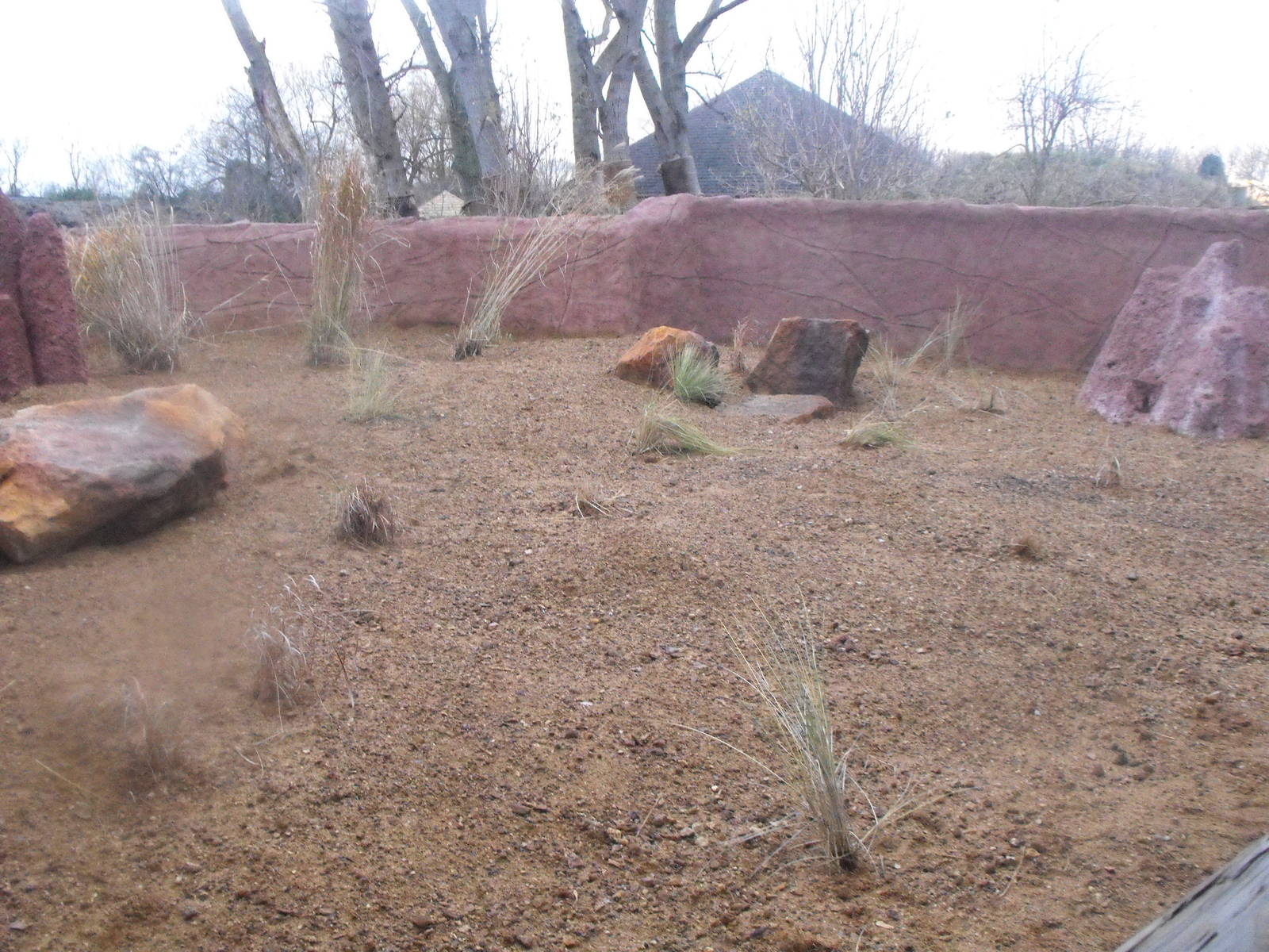 Meerkat Outdoor Enclosure After Refurb