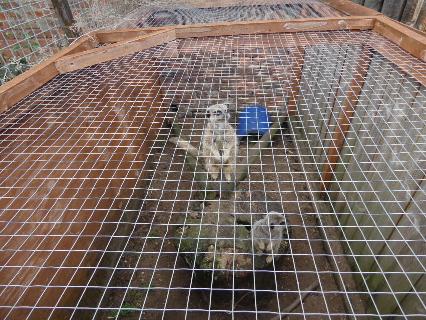 Meerkat outdoor enclosure by Tropical house