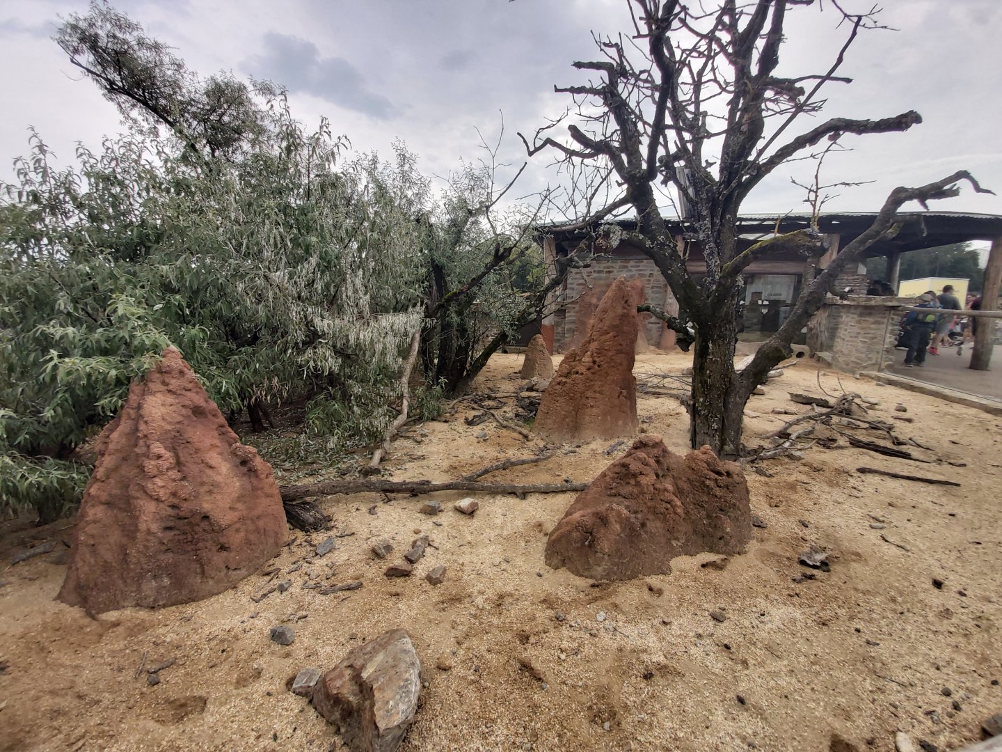 Meerkat outdoor enclosure