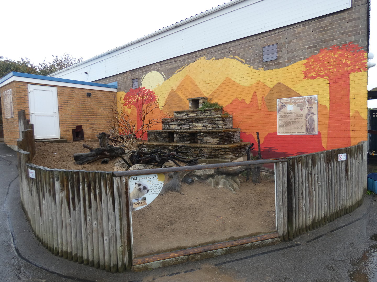 Meerkat outdoor enclosure