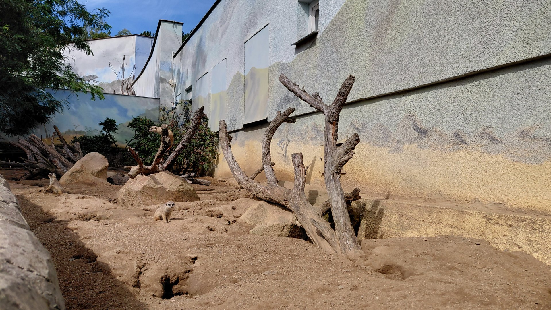 Meerkat outdoor exhibit