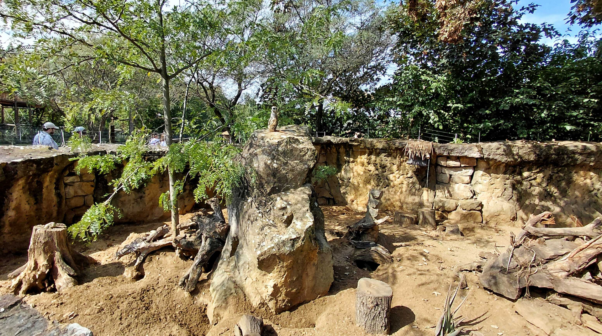 Meerkat outdoor exhibit