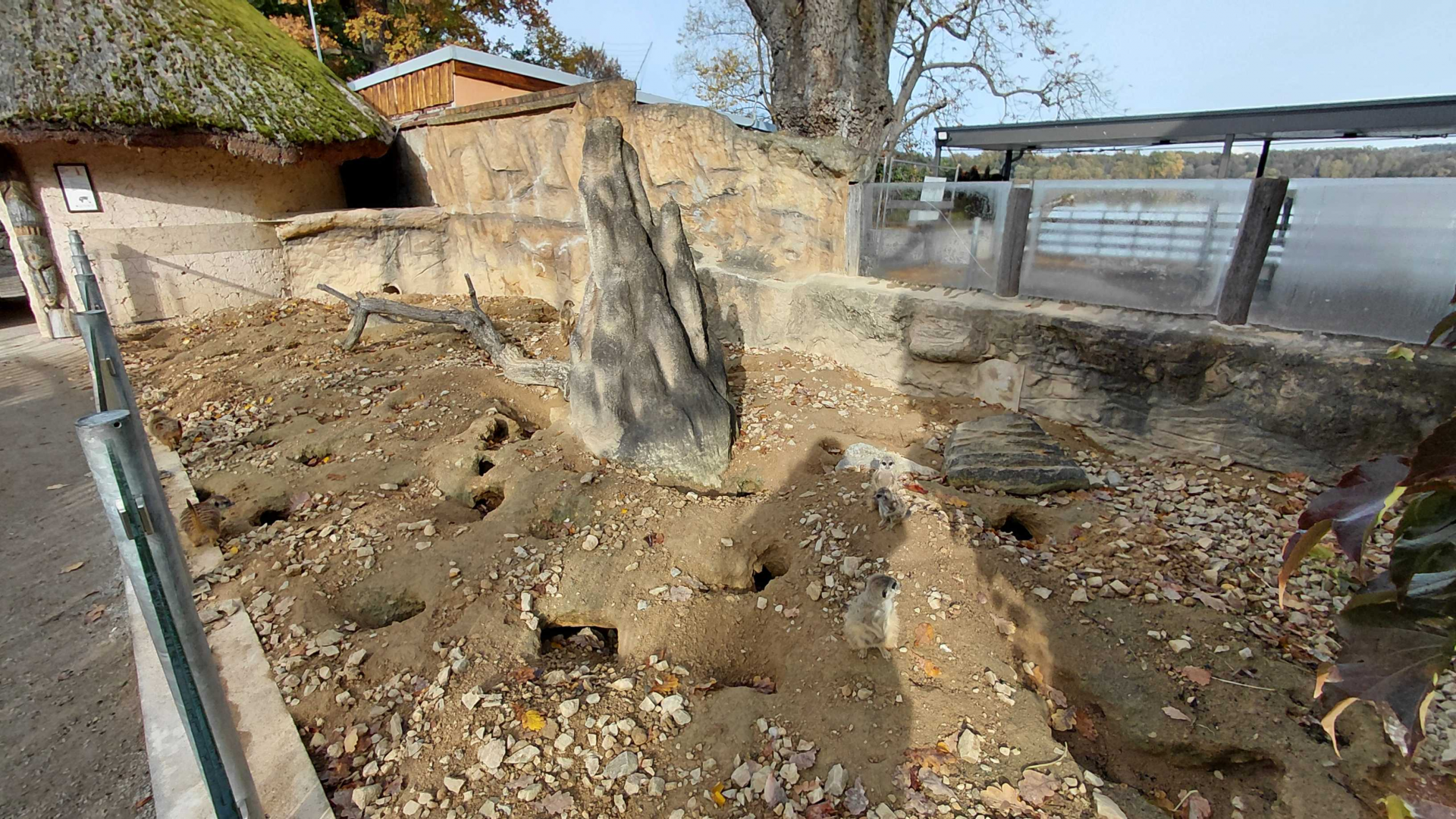 Meerkat outdoor exhibit