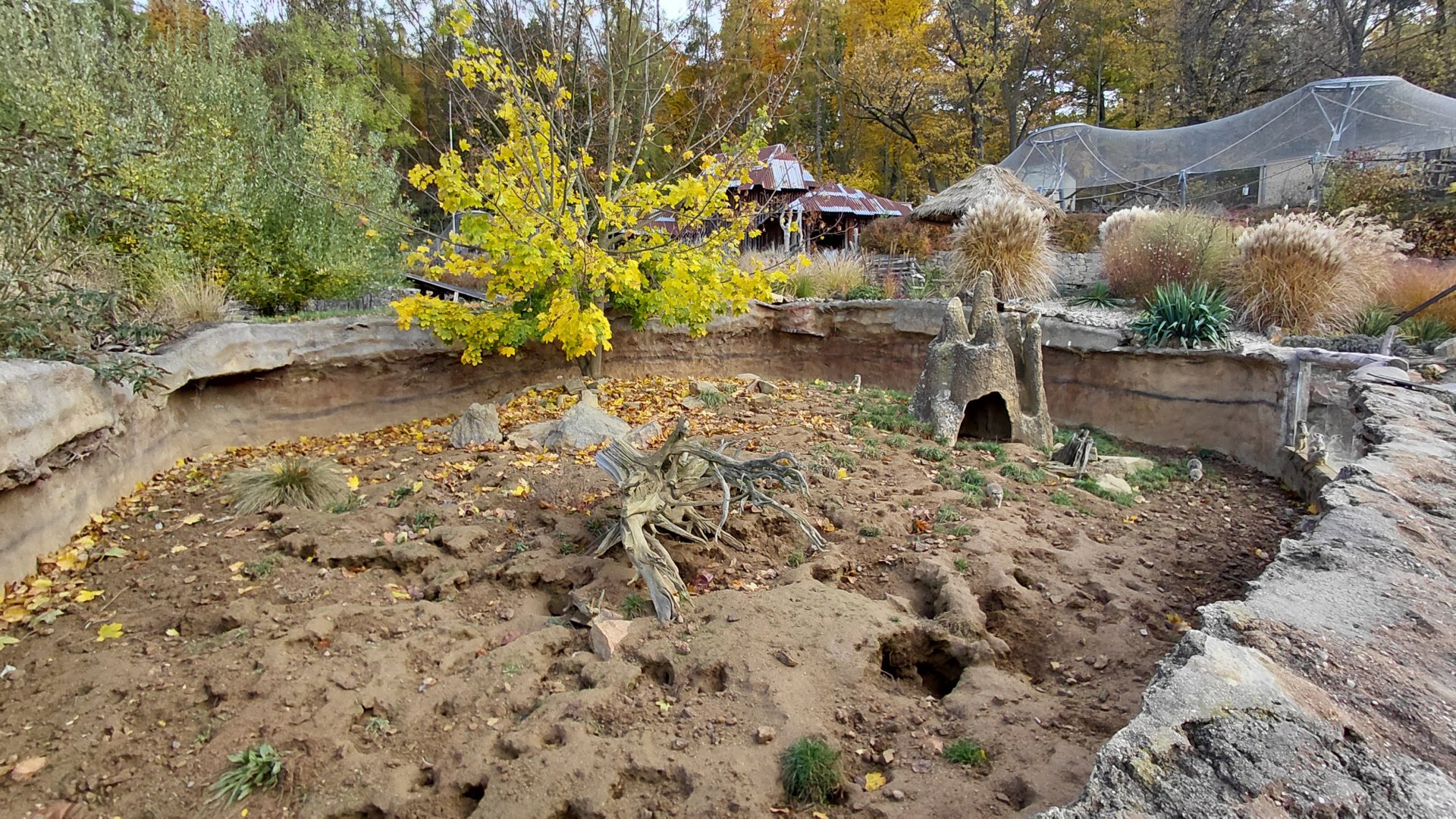 Meerkat outdoor exhibit