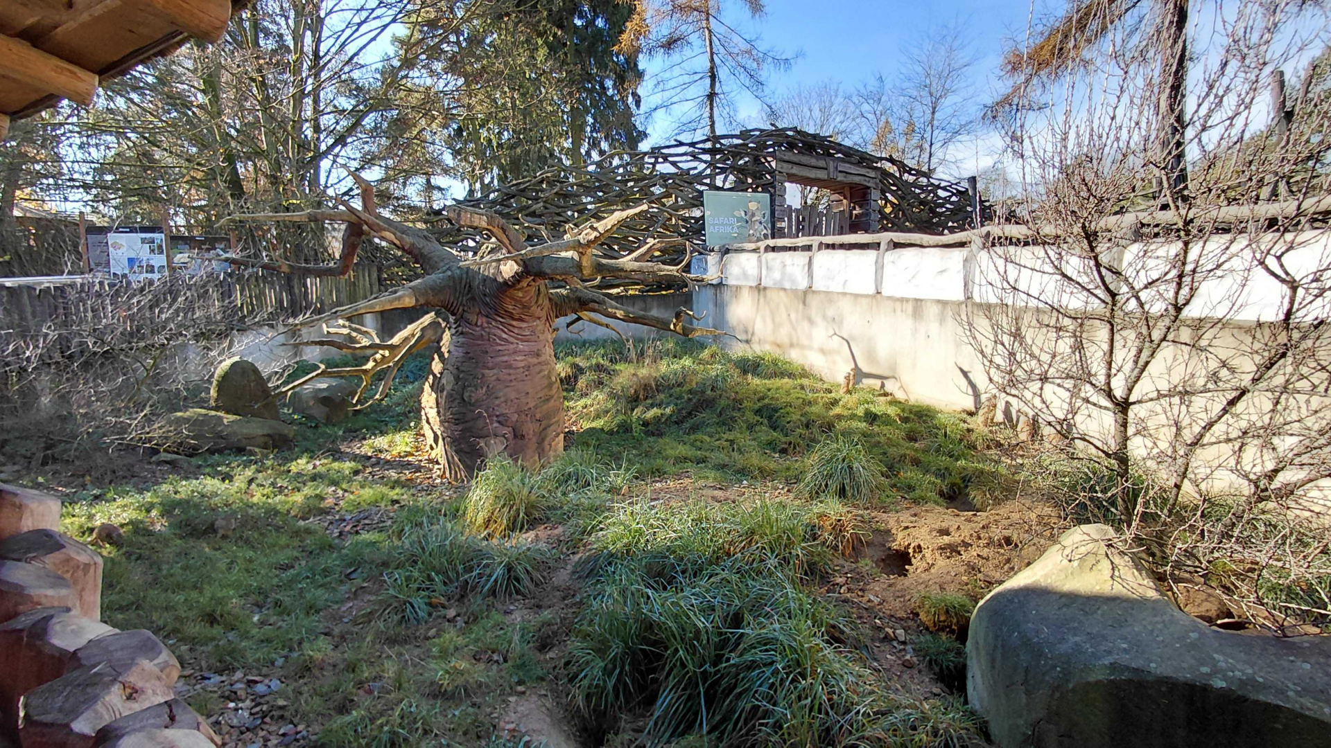 Meerkat outdoor exhibit