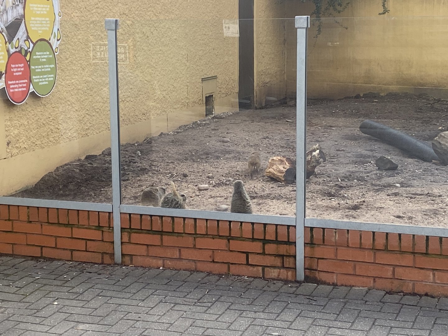 Meerkat outdoors 040324