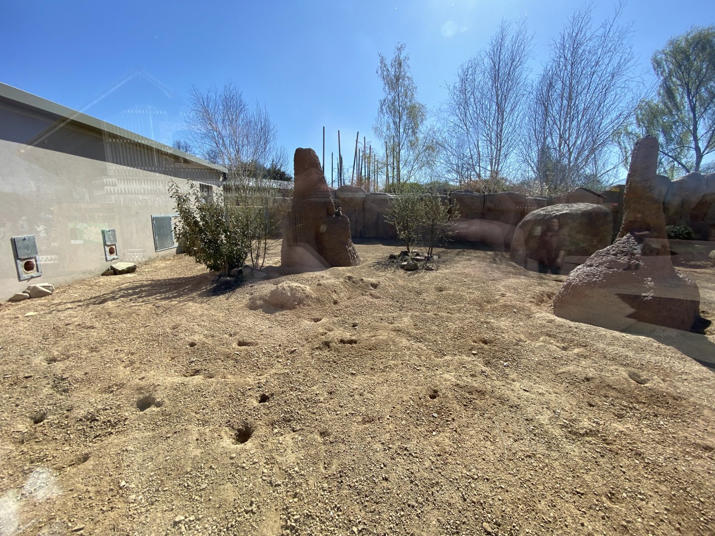 Meerkat outdoors 1st half