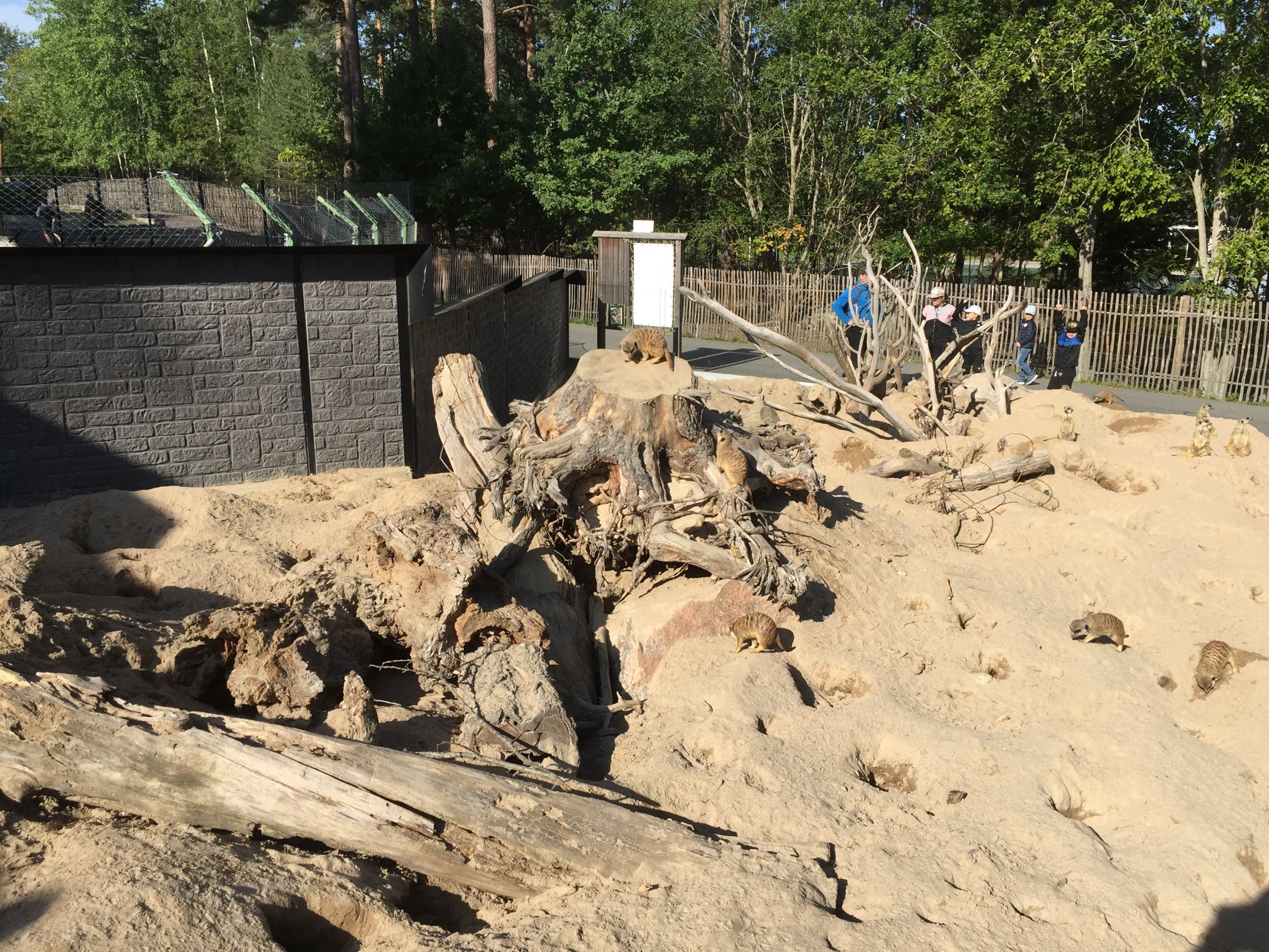 Meerkat outdoors | The Desert House