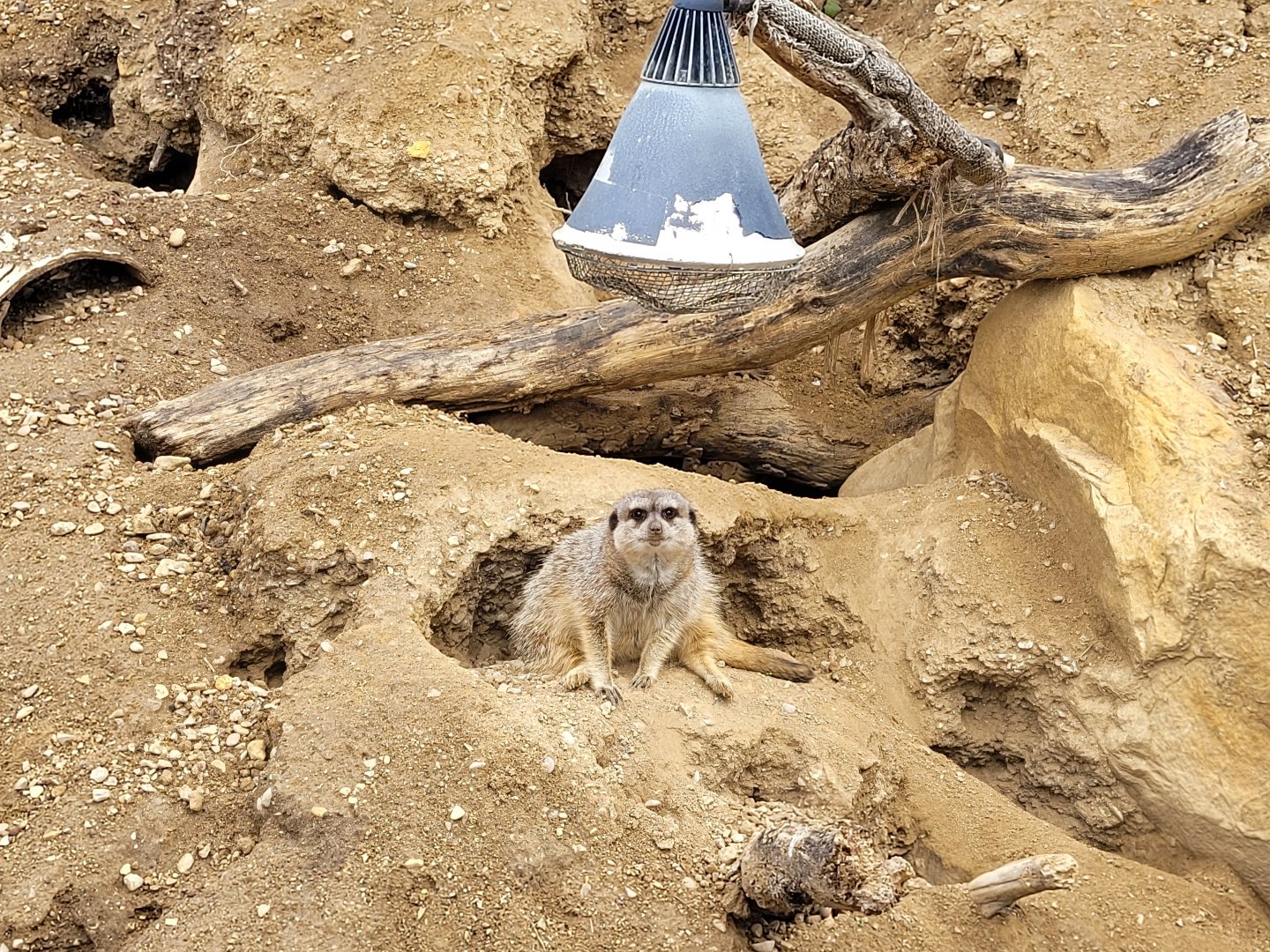 Meerkat -Parc Zoologique de Paris (2022)