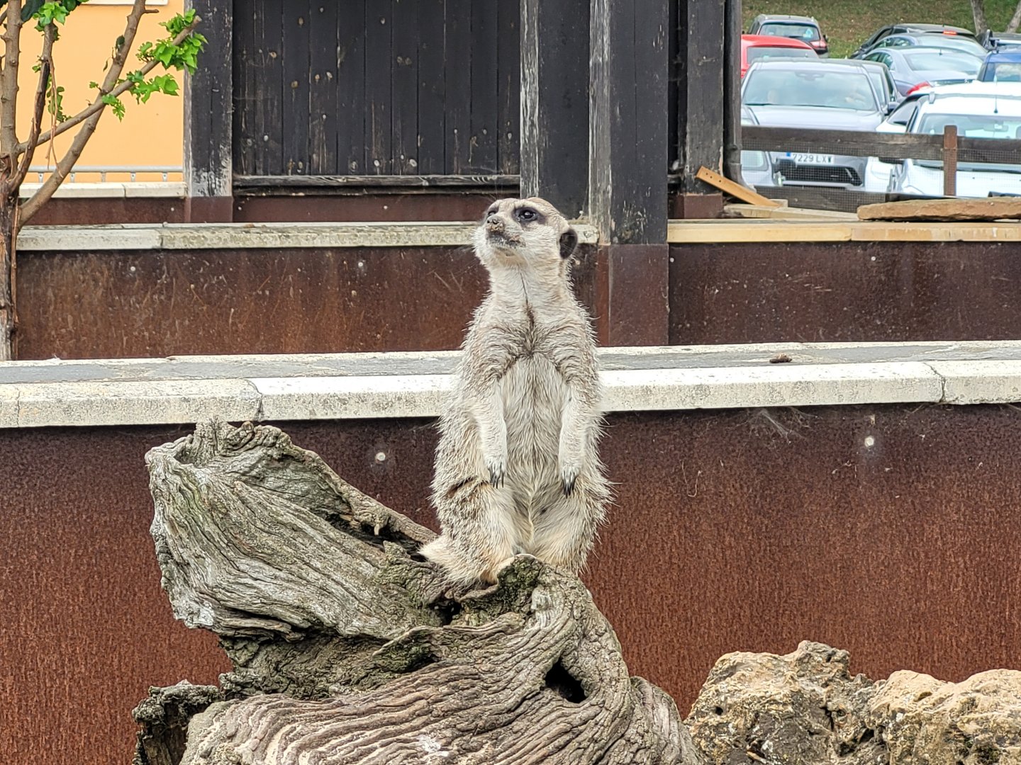 Meerkat -Parque de la Naturaleza de Cabárceno (2022)