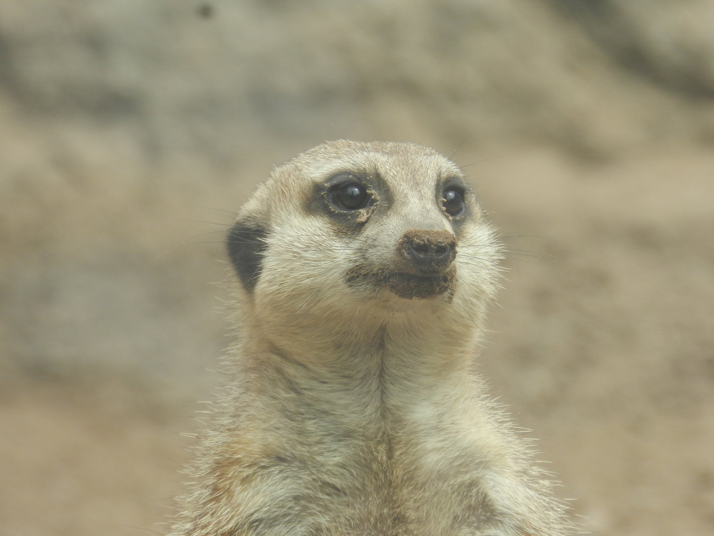 Meerkat - Parque de Las Leyendas