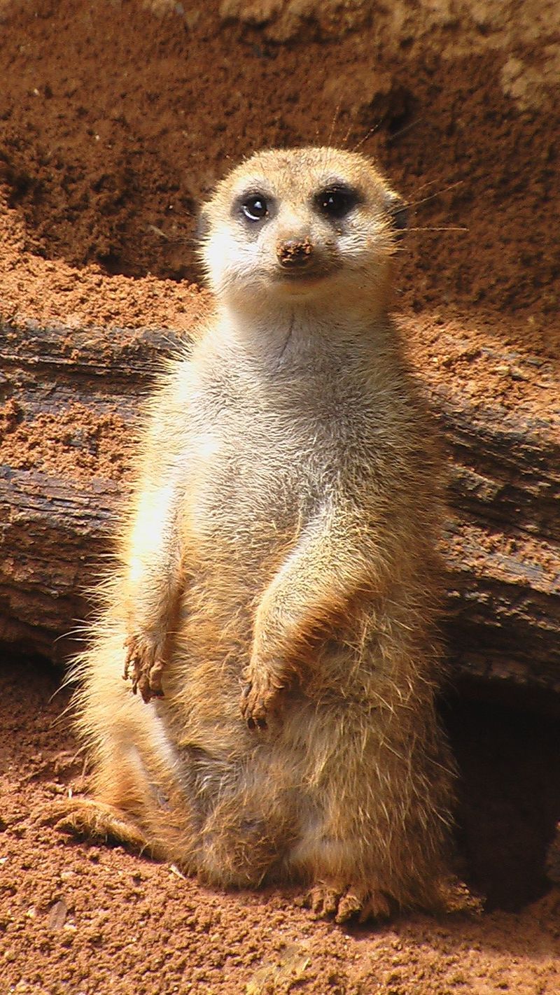 Meerkat Personal Portrait