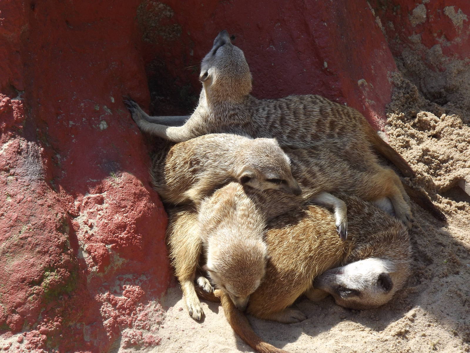 Meerkat pile