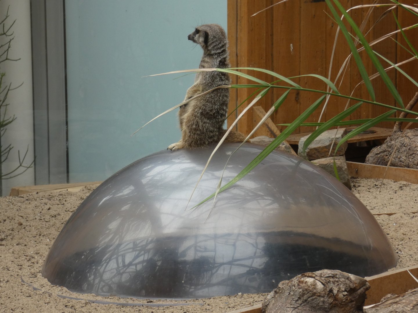 Meerkat (Plantasia Swansea)