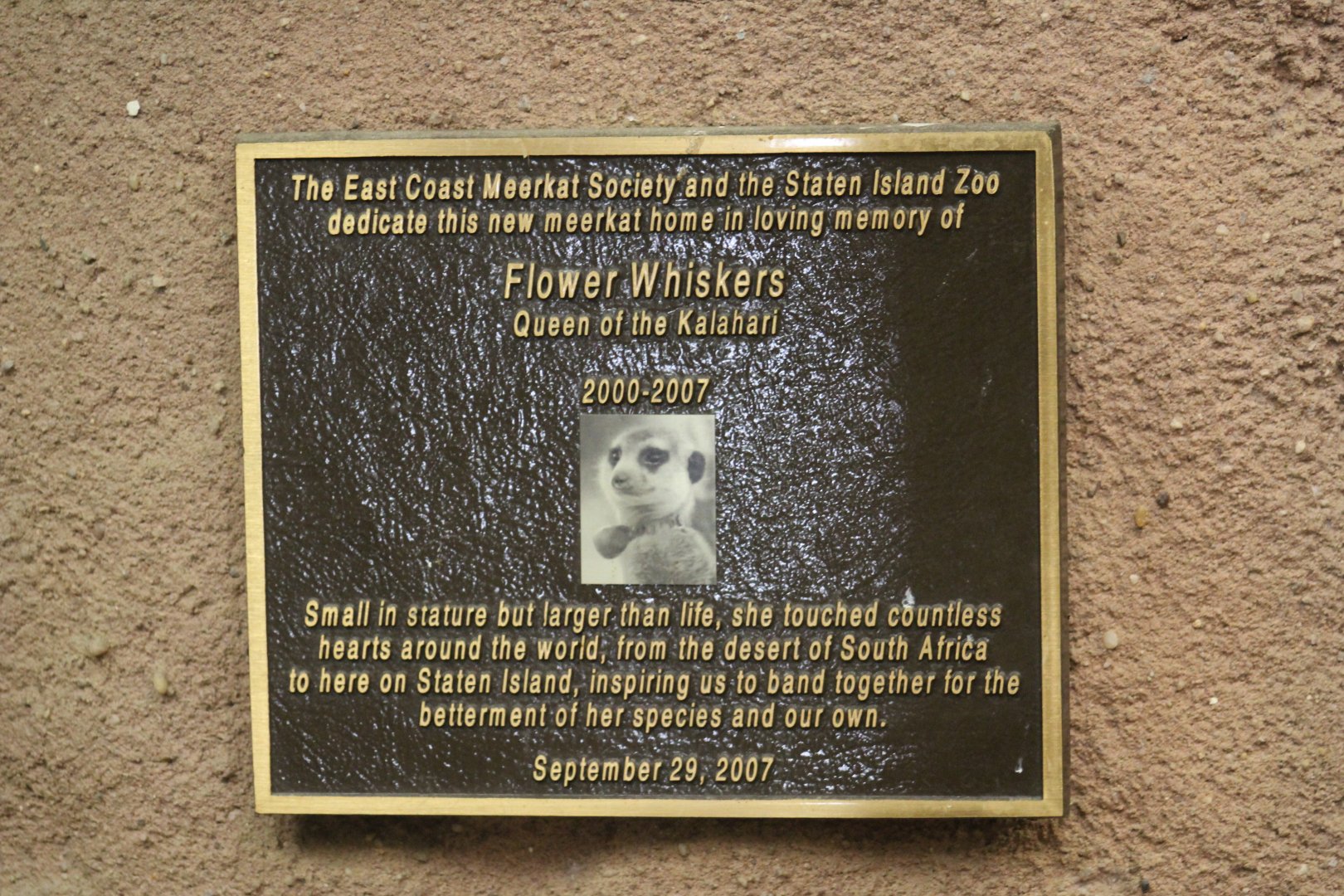Meerkat Plaque